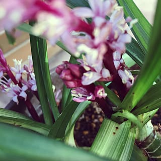 玄関/入り口/吉祥草/花のある暮らし/植物と暮らす/玄関先に花のインテリア実例 - 2016-12-10 14:57:12