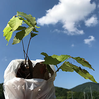 玄関/入り口/クヌギ/里山/暮らしの一コマ/景色が大好き...などのインテリア実例 - 2018-06-03 09:43:39