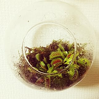 壁/天井/食虫植物/ハンキング/DIY/雑貨のインテリア実例 - 2014-07-08 22:43:29