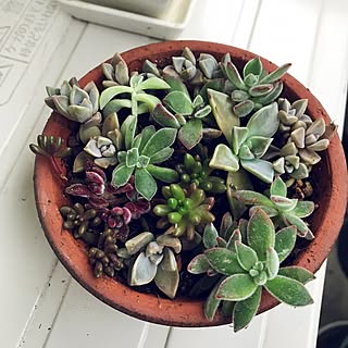 玄関/入り口/多肉植物寄せ植え/寄せ植え初心者/寄せ植え/ベランダ...などのインテリア実例 - 2017-04-09 17:55:04