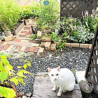 現在飼い主募集中/神の使いか/綺麗な白猫/野良猫ちゃん/植物のある暮らし...などのインテリア実例 - 2023-08-31 13:01:50