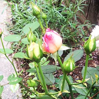 玄関/入り口/ガーデニング/バラ/お庭の植物のインテリア実例 - 2016-05-19 15:31:28