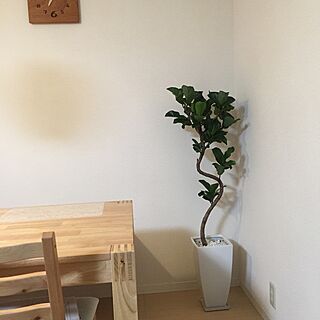 リビング/カシワバゴムの木/観葉植物/IKEAのインテリア実例 - 2015-12-27 00:31:37