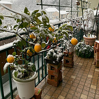 ベランダのレモン/さむ～い/この冬初めての雪/リビングのインテリア実例 - 2022-01-06 15:57:43