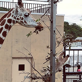 北海道/晴天♪/旭山動物園のインテリア実例 - 2022-08-15 19:49:53