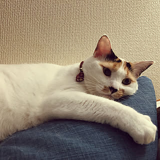 賃貸でも楽しく♪/ねことここちよく暮らす/ねこ♡/ねこが好き/ねこと共同生活。...などのインテリア実例 - 2019-09-10 21:58:53