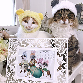 手作りカレンダー/猫と暮らす。/いつもいいねやコメントありがとう♡/猫のいる日常/猫のいる暮らし...などのインテリア実例 - 2019-04-01 19:44:03
