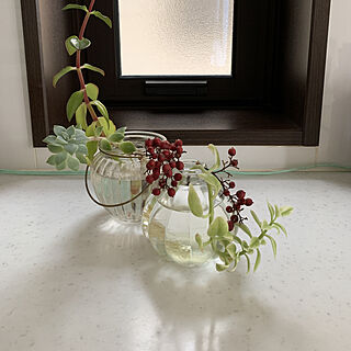 花瓶/観葉植物/多肉植物/キッチン/ガラスの花器...などのインテリア実例 - 2019-06-08 17:29:41