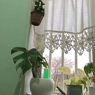 観葉植物のある部屋/観葉植物/観葉植物のある暮らし/緑のある暮らし/ヒメモンステラ...などのインテリア実例 - 2020-06-28 18:35:00