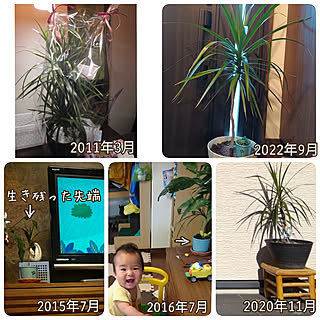 部屋全体/観葉植物のある暮らし/男の子と暮らす。/多肉植物のある暮らし/観葉植物...などのインテリア実例 - 2022-09-19 15:17:39