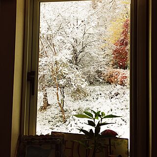 壁/天井/初雪♡/窓から見える景色/子供と暮らす/こどもと暮らす...などのインテリア実例 - 2016-11-24 10:01:18