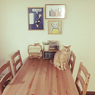 キッチン/猫のいる生活/生活感のある家/salut!/IKEA...などのインテリア実例 - 2017-02-01 23:16:46