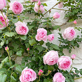 庭のバラ/庭仕事/バラのある暮らし/バラのある庭/バラ...などのインテリア実例 - 2021-05-07 20:16:50