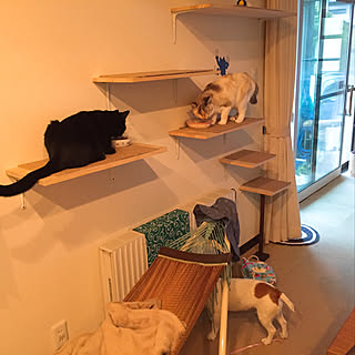 壁/天井/朝食中/キャットウォークDIY/犬/猫...などのインテリア実例 - 2018-06-28 07:14:02