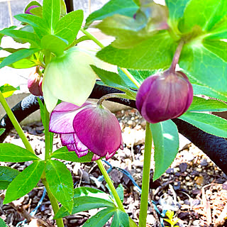 シングル/植物のある暮らし/お庭を素敵にしたい♡/ダブル/お庭が大好き...などのインテリア実例 - 2021-03-21 03:29:20