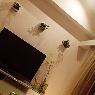 壁/天井/無印壁にかけられる観葉植物のインテリア実例 - 2014-04-30 22:03:32