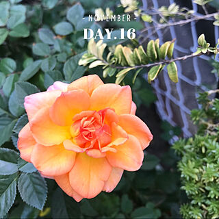 ミニ薔薇咲きました/花のある暮らし/お花大好き♡/いいね♪いつもありがとうございます❤️/緑と花と暮らす...などのインテリア実例 - 2019-11-18 08:08:29