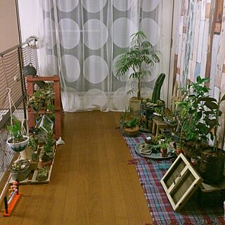 部屋全体/2階の廊下/植物のインテリア実例 - 2013-11-18 22:34:16