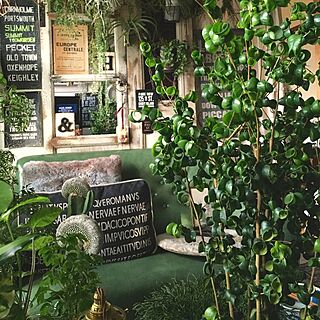 自由空間/植物好き/観葉植物/植物のある部屋/植物と暮らす毎日...などのインテリア実例 - 2016-02-06 15:28:03