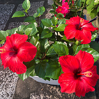 7月の庭/庭/ハイビスカス/癒しの空間/赤い花...などのインテリア実例 - 2021-07-14 08:48:50