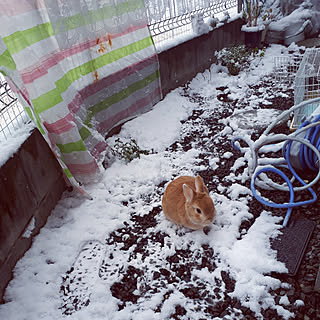 雪景色/動物と暮らす/私の癒し/1月の庭/植物のある暮らし...などのインテリア実例 - 2022-01-21 10:10:37