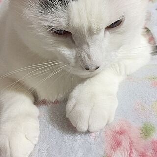ベッド周り/猫のいる生活/ねこ♡/猫の名前は「りん」です♡のインテリア実例 - 2016-06-14 23:33:00