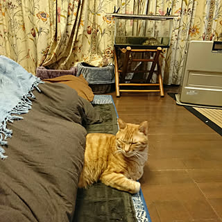 リビング/猫のいるお部屋のインテリア実例 - 2017-10-21 22:48:51