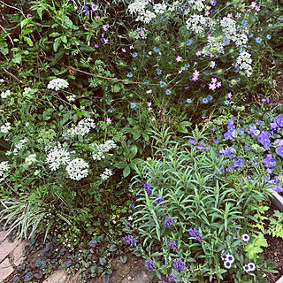 夏になるとブルーのお花を眺めたくなります/ブルーの花壇/お気に入り/いつもいいねやコメントありがとう♡/愛犬と暮らす家...などのインテリア実例 - 2019-06-02 07:21:51
