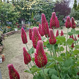 花のある暮らし/寄せ植え/建て売り一戸建て/庭/花壇...などのインテリア実例 - 2017-04-27 11:47:19