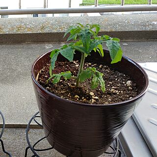 キッチン/トマト植えました！/トマト栽培中/トマト好き/ベランダガーデニングのインテリア実例 - 2017-05-23 18:04:57