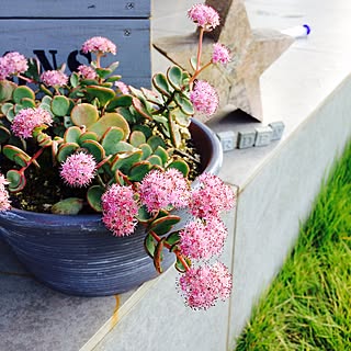 玄関/入り口/けど好き/植物すきだけど詳しくはない/名前がわからない子/咲いた！...などのインテリア実例 - 2015-10-20 16:01:00