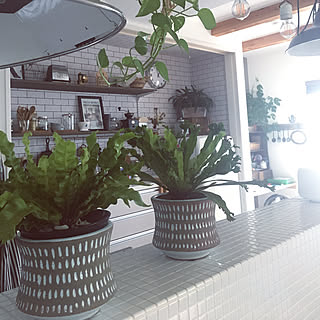 アスプレニウム エメラルドウェーブのインテリア実例 Roomclip ルームクリップ