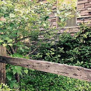 玄関/入り口/アイビー/植栽/りんごの木のインテリア実例 - 2016-05-21 20:43:57
