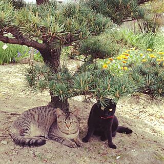 部屋全体/インテリアじゃなくてすみません‼︎/猫/ねこ部に入りたい/黒猫ちゃん♡のインテリア実例 - 2014-07-29 19:34:38