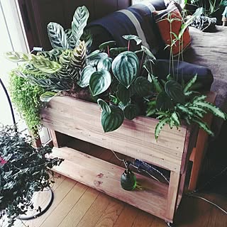 部屋全体/観葉植物/プランターワゴンDIY のインテリア実例 - 2015-09-09 00:13:25