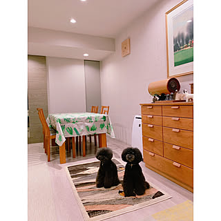 テーブルクロス/犬/マンション/いぬと暮らす/エコカラット...などのインテリア実例 - 2019-04-12 21:20:45