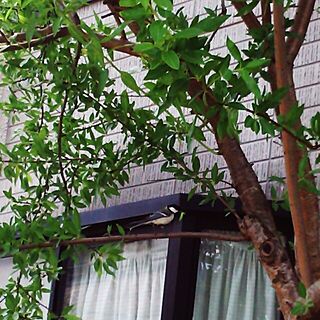 玄関/入り口/ガーデン/小鳥、巣/植物/実家ですが…のインテリア実例 - 2014-05-08 12:12:06