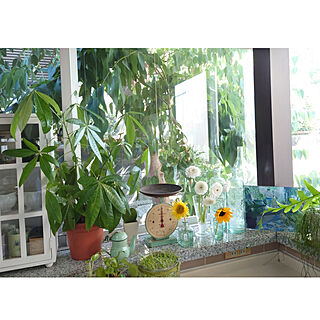 キッチン/花のある暮らし/花のある風景/飾って楽しむ/観葉植物...などのインテリア実例 - 2020-09-01 10:55:40