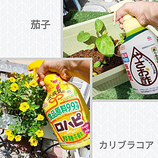 玄関/入り口/ガーデニング/害虫対策/アースガーデン/庭の花...などのインテリア実例 - 2022-09-17 07:16:40