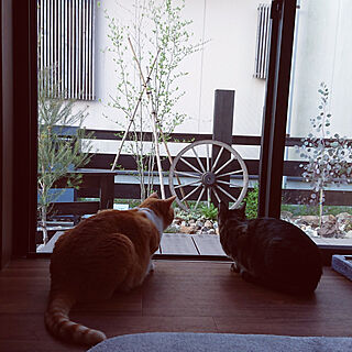 リビング/一人暮らし/ねこのいる日常/猫と暮らす/庭DIY...などのインテリア実例 - 2022-04-12 06:50:29