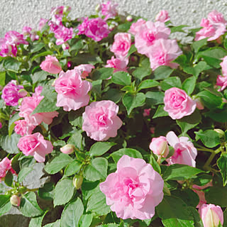 カリフォルニアローズのインテリア実例 Roomclip ルームクリップ