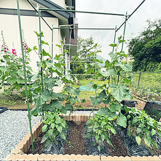 人工芝の庭/庭/家庭菜園初心者/趣味を楽しむ/野菜作り始めました...などのインテリア実例 - 2021-06-14 21:17:29