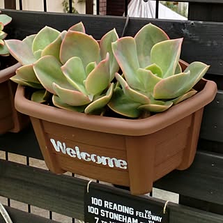 バス/トイレ/100均/多肉愛/多肉植物/多肉寄せ植え...などのインテリア実例 - 2016-06-26 08:40:41