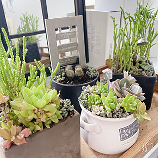 多肉寄せ植え/多肉植物/フォロワー様に感謝です !/RoomClip運営チームの皆様に感謝♡/ミニマリストに憧れて...などのインテリア実例 - 2022-07-13 12:49:48