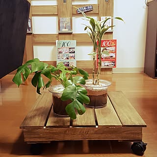 机/観葉植物/カフェ/カフェ風インテリアを目指して/ホームセンターで購入...などのインテリア実例 - 2017-02-28 20:21:36