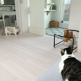 部屋全体/インナーテラスのある家/やっぱり猫が好き/猫のいる日常/ねこばかりすみませんm(._.)m...などのインテリア実例 - 2016-03-18 07:59:53