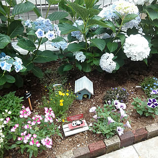 紫陽花 こんぺいとうのおしゃれなアレンジ 飾り方のインテリア実例 Roomclip ルームクリップ 紫陽花 こんぺいとうのおしゃれなアレンジ 飾り方のインテリア実例 Roomclip ルームクリップ