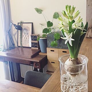 棚/ヒヤシンス水栽培/instagramと同じpic/Instagram→yu_ki3359/植物のある暮らし...などのインテリア実例 - 2017-02-16 16:25:39