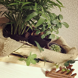 ダイソー/100均/DIY/カフェ風/観葉植物...などのインテリア実例 - 2019-07-20 15:50:14