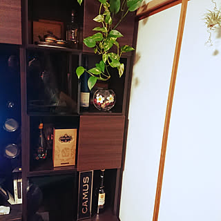 棚/観葉植物/雑貨たち/植物のある暮らし/猫と暮らす...などのインテリア実例 - 2019-06-09 21:27:37